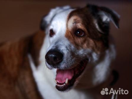 Собака Рэкс (Кекс) -Добрый, Радостный, Красивый