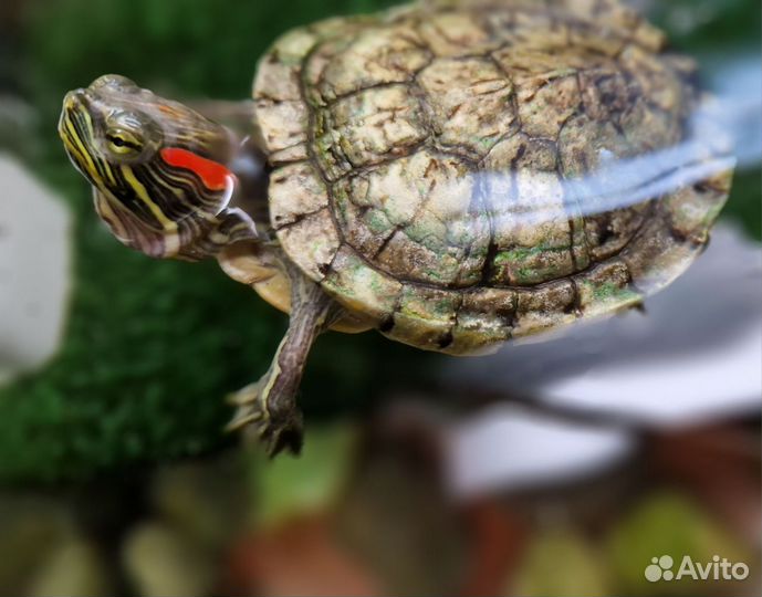 Красноухая черепаха с акватеррариумом
