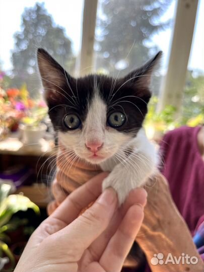 Котёнок мальчик