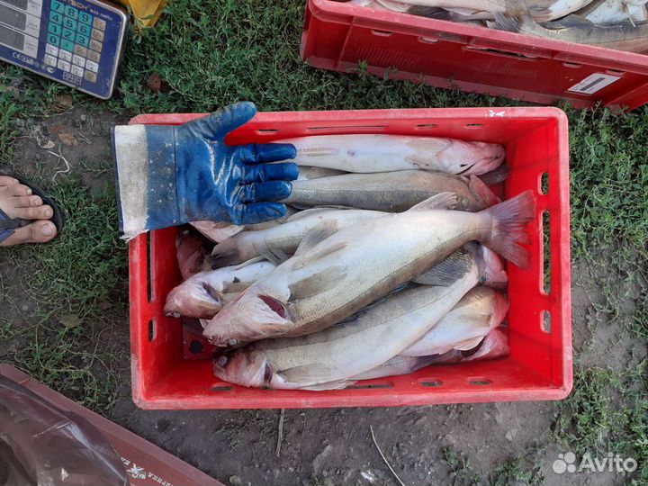 Свежезамороженная речная рыба и свежая
