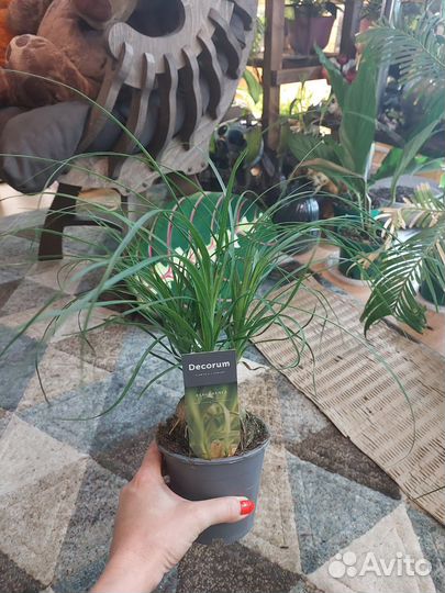 Пальма нолина