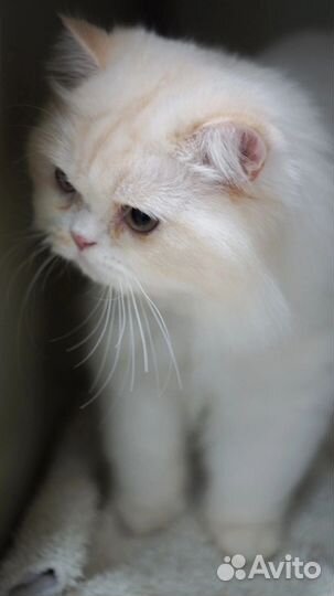 Кот бесплатно