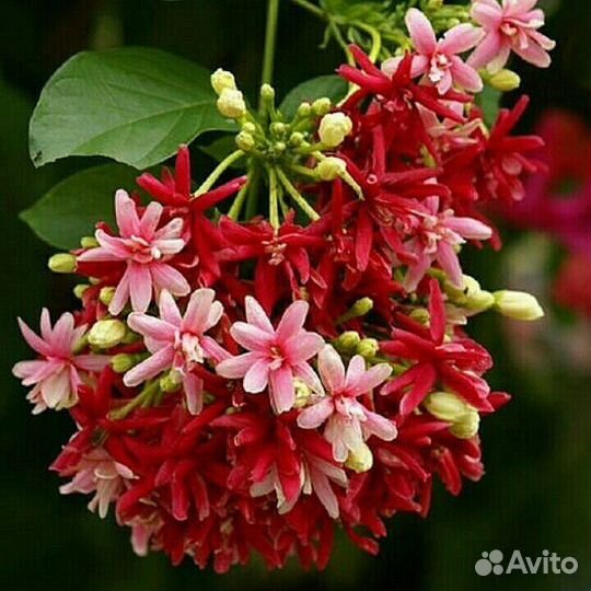 Квисквалис - махровый