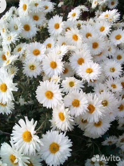 Хризантема зимующая