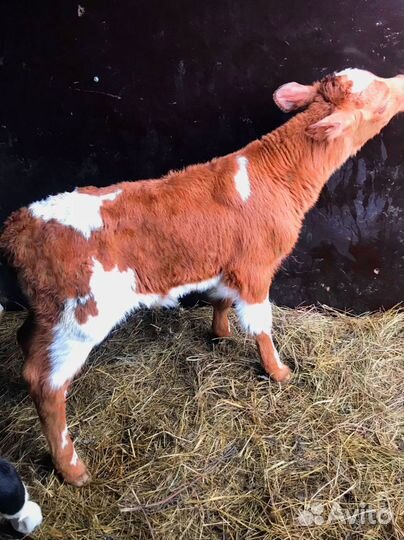 Телята. Доставка