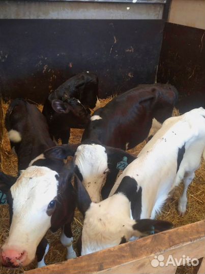 Телята с доставкой в ваш двор