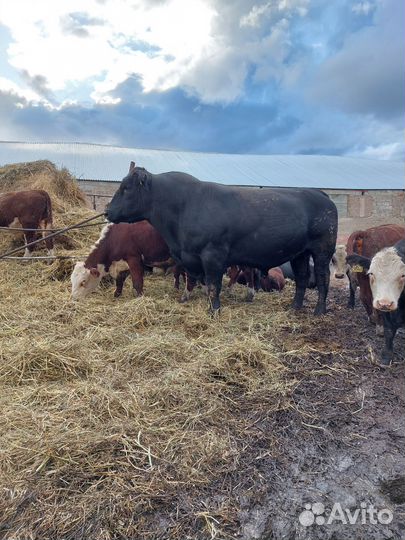 Быки абердин ангус