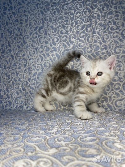 Кошечка