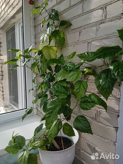 Гибискус китайская роза