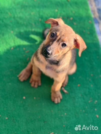 Щенок, девочка