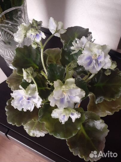 Фиалка сортовая