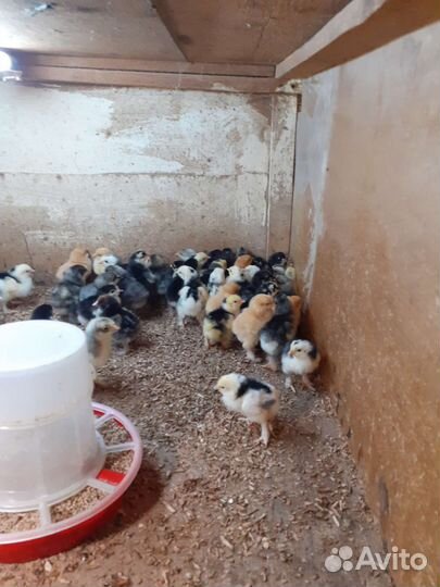 Цыплята суточные брама