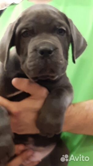 Продаются голубые девочки