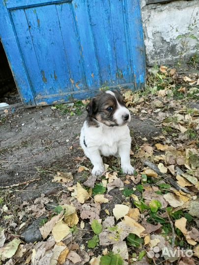 Собака в добрые руки щенок