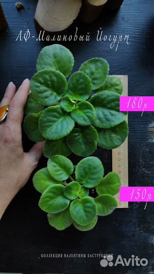 Фиалка сортовая детки