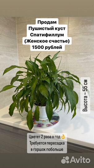 Спатифиллум