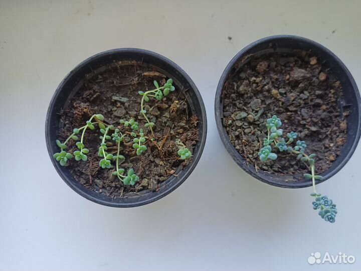 Суккуленты