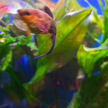 Эхинодорус "Танцующее огненное перо"