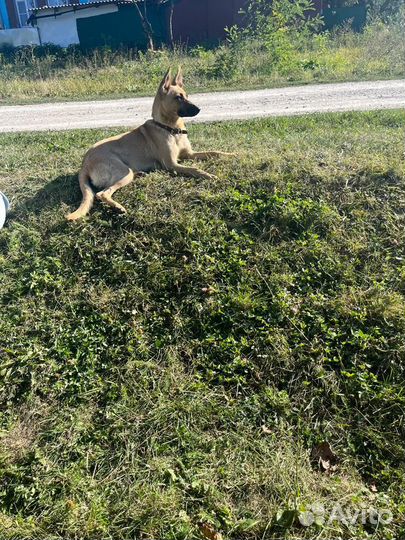 Щенок Немецкой овчарки, девочка