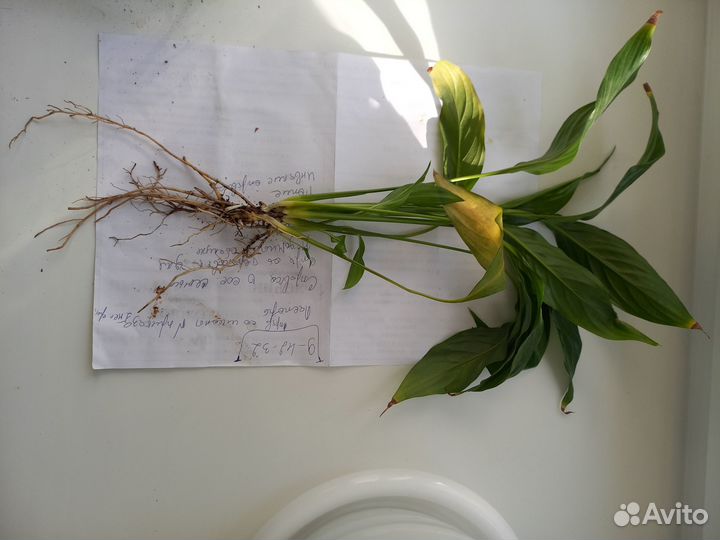 Цветок Спатифиллум