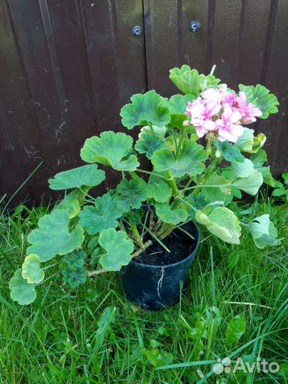 Хризантемы мультифлора