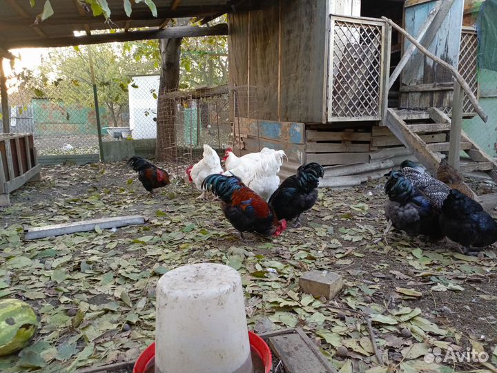 Молодые петушки на племя