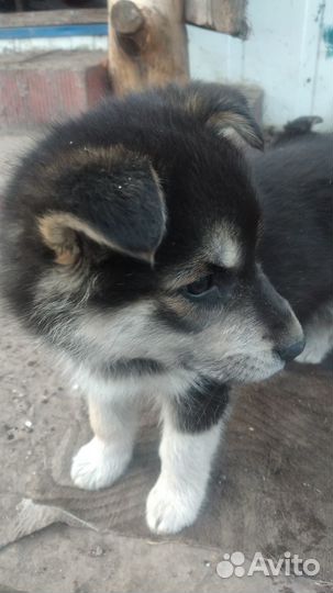 Домашние животные собаки щенки