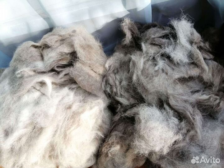 Собачья шерсть пух