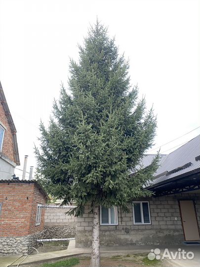 Ель зеленая, туя