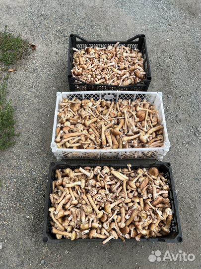 Грибы опята маринованные