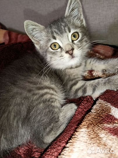 Котенок в дар бесплатно