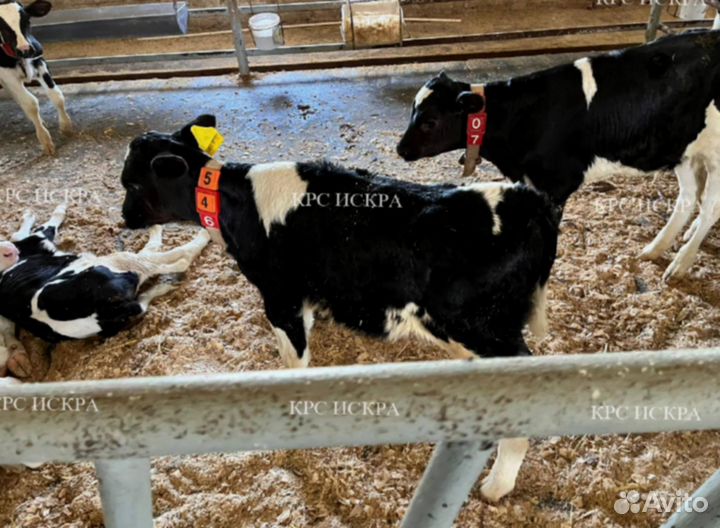Крс бычки мясо-молочного направления