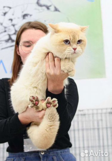 Лиловая золотая затушеванная шиншилла поинт