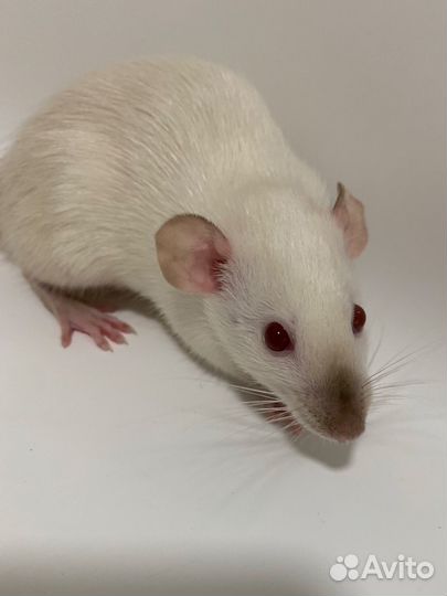 Отдам в добрые руки двух крысок