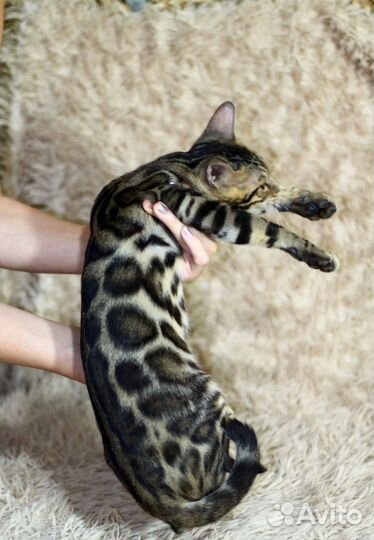 Бенгальские котята
