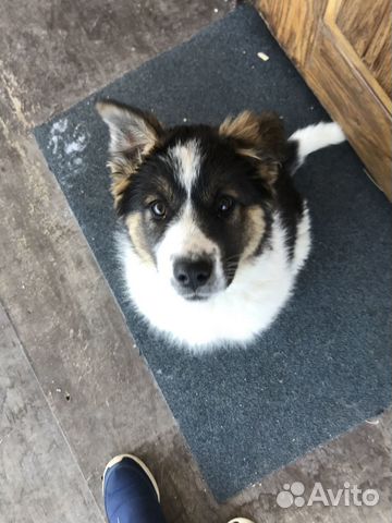 Собака в добрые руки