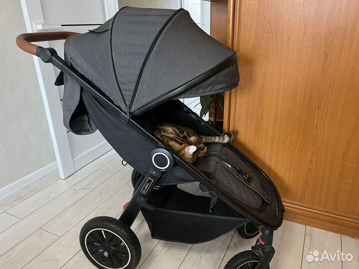 Коляска прогулочная Coletto Joggy, Grafit