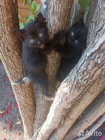 Котята отдам в добрые руки бесплатно
