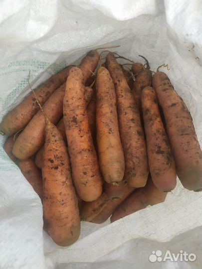Морковь свежая