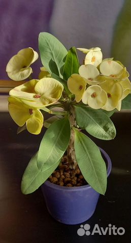 Молочай Миля крупноцветковый