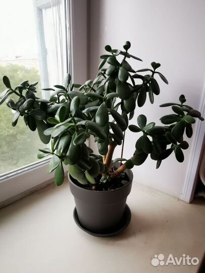 Денежное дерево толстянка