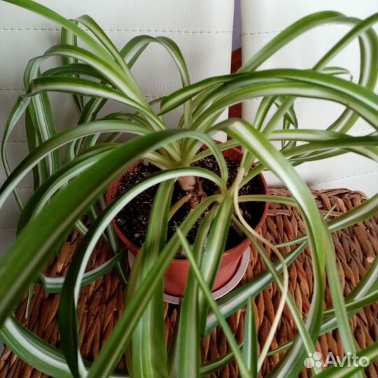 Хлорофитумы, рео, абутилон