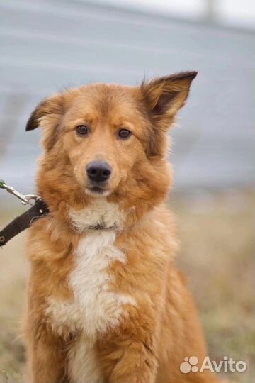 В добрые руки