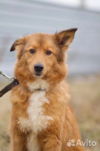 В добрые руки