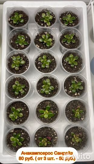 Редкие суккуленты