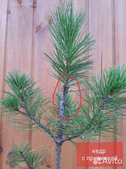 Саженцы сибирского кедра