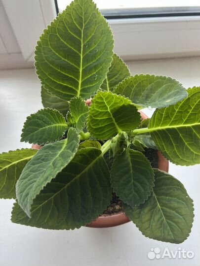 Глоксиния махровая