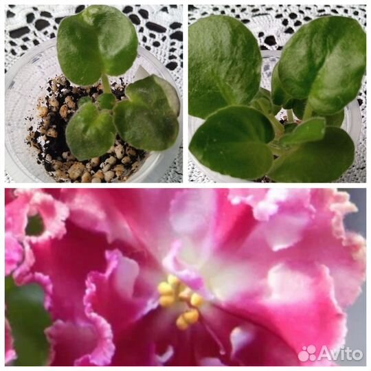 Фиалка/ сенполия сортовая