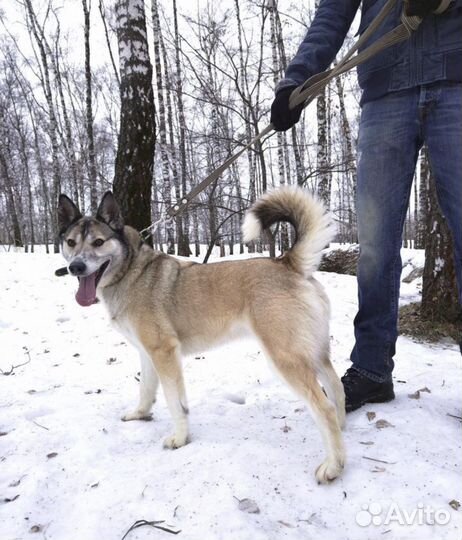 Дейзи из приюта ищет хозяина