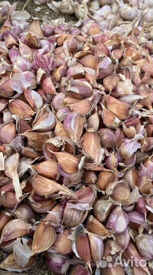 Семена чеснока